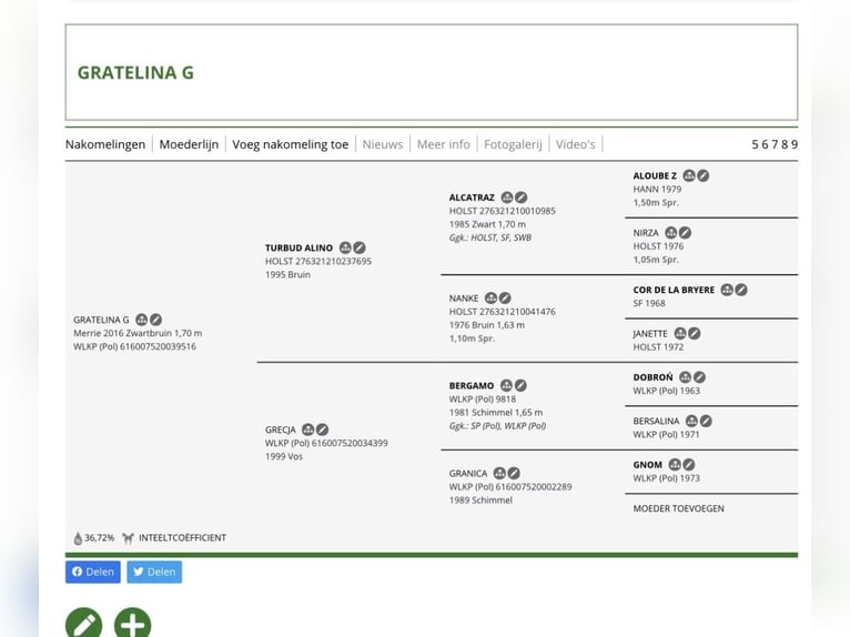 Pools halfbloed Merrie 10 Jaar 173 cm Bruin in Sopot