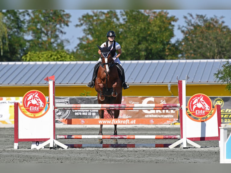 Pools halfbloed Merrie 10 Jaar 173 cm Vos in Freudenau