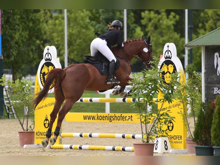 Pools halfbloed Merrie 10 Jaar 173 cm Vos in Wien, Leopoldstadt