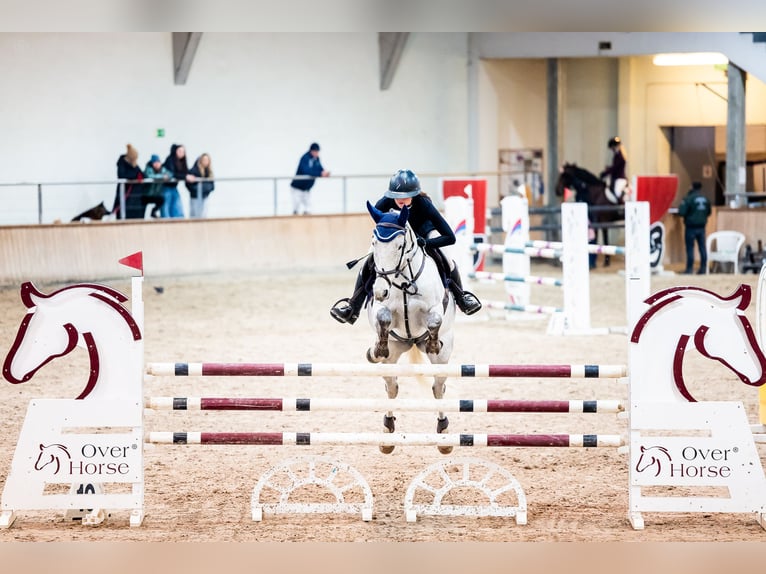 Pools halfbloed Merrie 11 Jaar 163 cm Schimmel in Gdynia