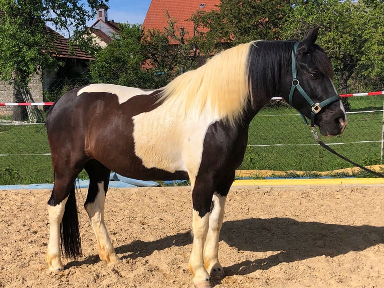 Pools halfbloed Merrie 11 Jaar 165 cm Gevlekt-paard in Hungen