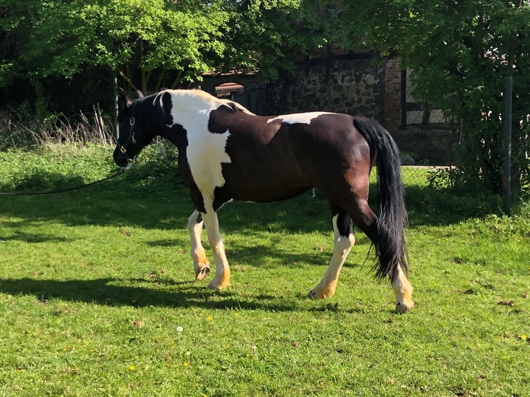 Pools halfbloed Merrie 11 Jaar 165 cm Gevlekt-paard in Hungen