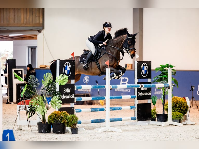 Pools halfbloed Merrie 11 Jaar 168 cm Donkerbruin in &#x17B;ywiec