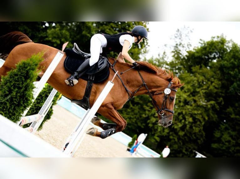 Pools halfbloed Merrie 11 Jaar 168 cm Vos in Łazy