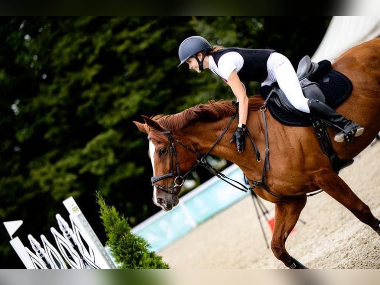 Pools halfbloed Merrie 11 Jaar 168 cm Vos in Łazy