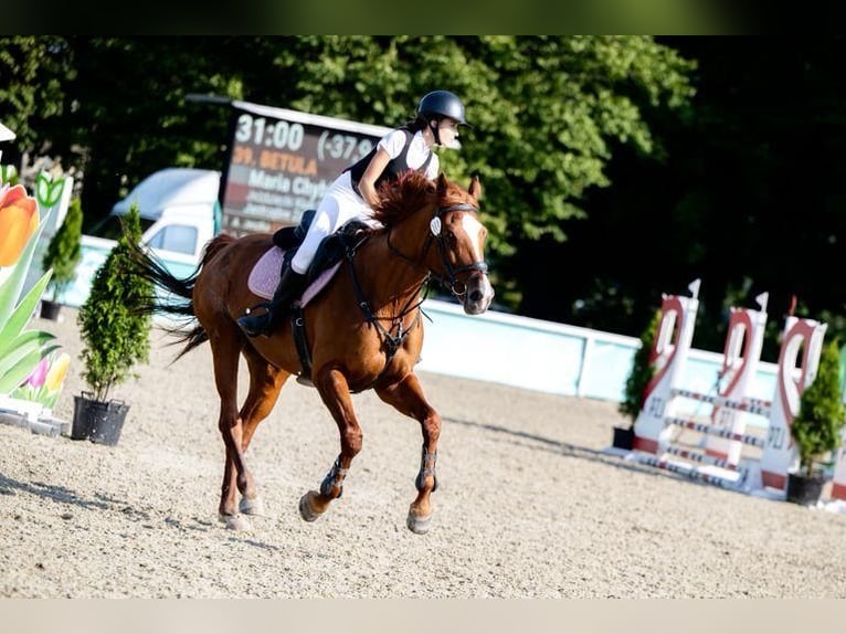 Pools halfbloed Merrie 11 Jaar 168 cm Vos in Łazy
