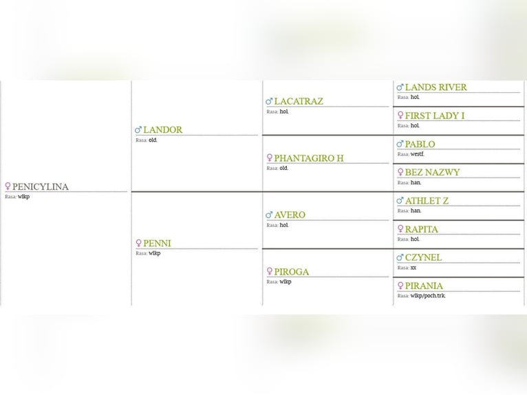 Pools halfbloed Merrie 11 Jaar 169 cm Bruin in Koscian