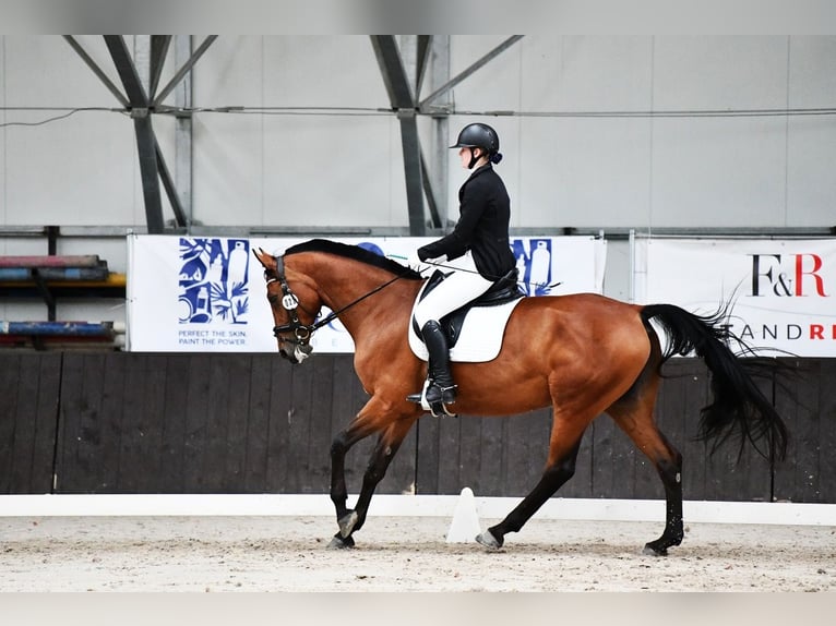 Pools halfbloed Merrie 11 Jaar 170 cm Bruin in Warszawa