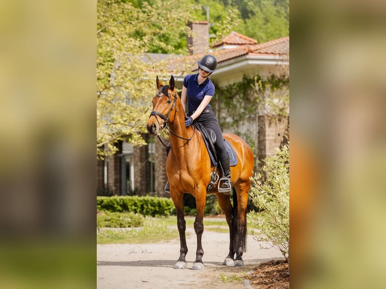 Pools halfbloed Merrie 11 Jaar 170 cm Bruin in Warszawa