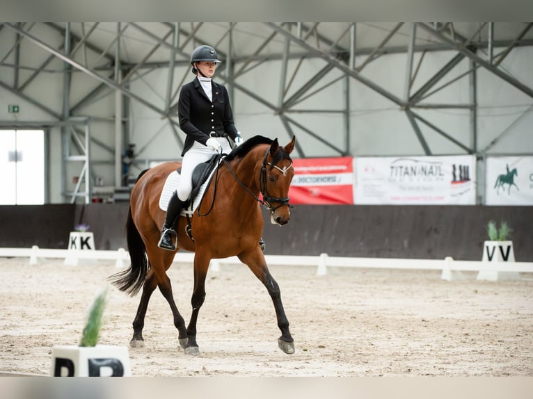 Pools halfbloed Merrie 11 Jaar 170 cm Bruin in Warszawa