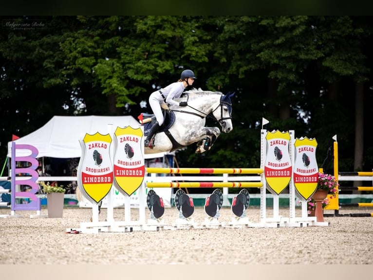 Pools halfbloed Merrie 11 Jaar 173 cm Schimmel in włodarka