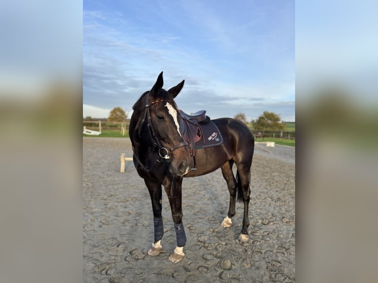 Pools halfbloed Merrie 11 Jaar 175 cm Donkerbruin in Hoffeld