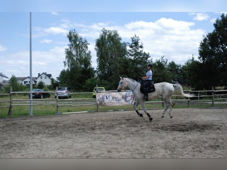 Pools halfbloed Merrie 11 Jaar 175 cm Schimmel in Otusz