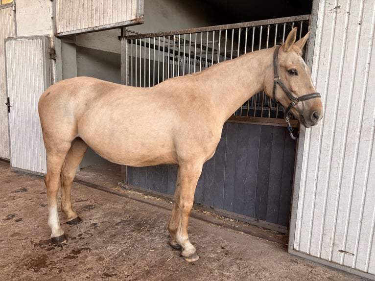 Pools halfbloed Merrie 11 Jaar Palomino in Konojad