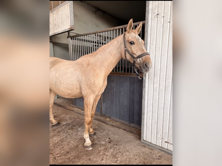 Pools halfbloed Merrie 11 Jaar Palomino in Konojad