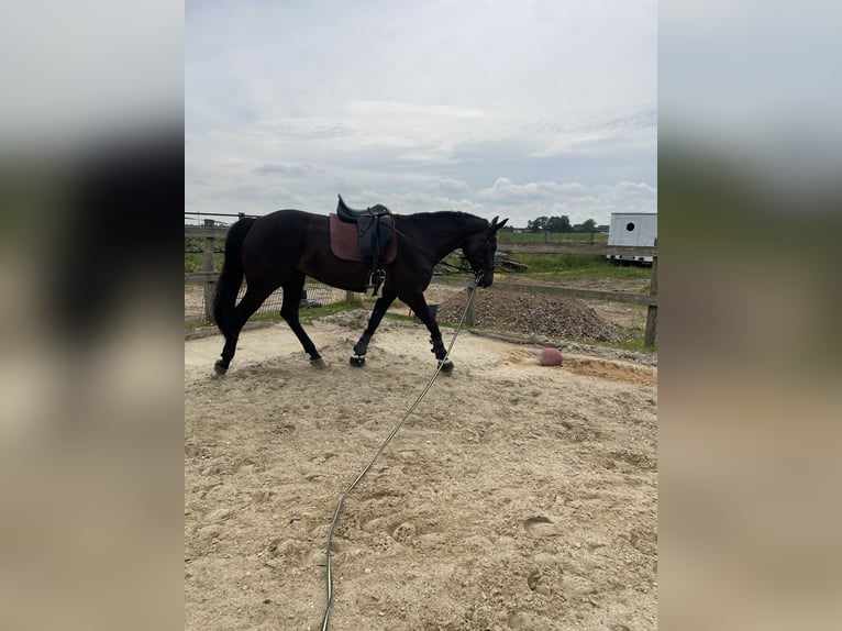 Pools halfbloed Merrie 12 Jaar 166 cm Donkerbruin in Schwalmtal