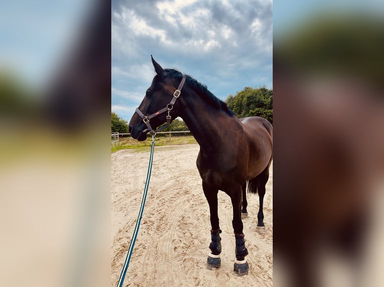 Pools halfbloed Merrie 12 Jaar 166 cm Donkerbruin in Schwalmtal