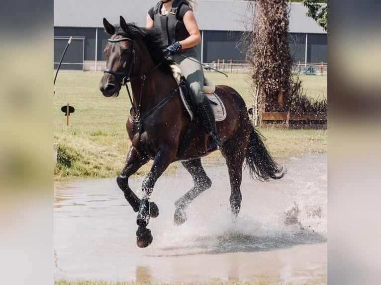 Pools halfbloed Merrie 12 Jaar 166 cm Donkerbruin in Schwalmtal