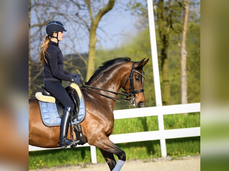 Pools halfbloed Merrie 12 Jaar 167 cm Bruin in Szczecin