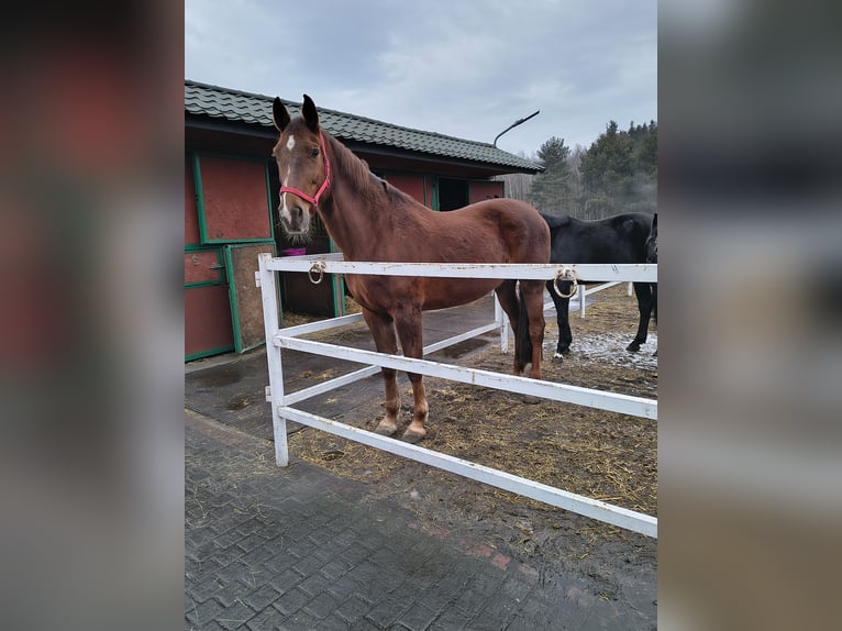 Pools halfbloed Merrie 12 Jaar 172 cm Donkere-vos in Brynica