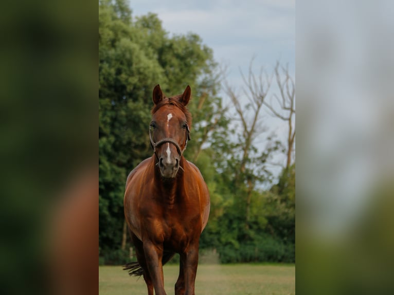 Pools halfbloed Merrie 13 Jaar 163 cm Donkere-vos in Borken