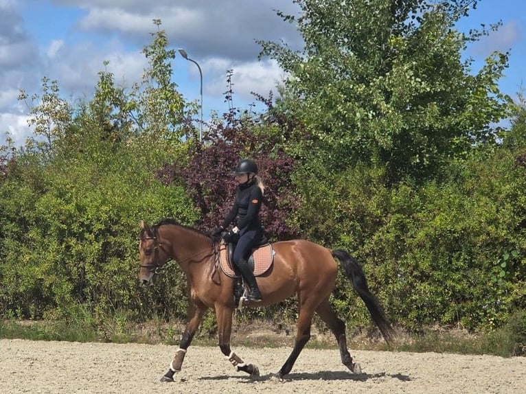 Pools halfbloed Merrie 13 Jaar 170 cm Roodbruin in Wilk