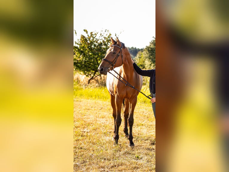 Pools halfbloed Merrie 13 Jaar 170 cm Roodbruin in Wilk
