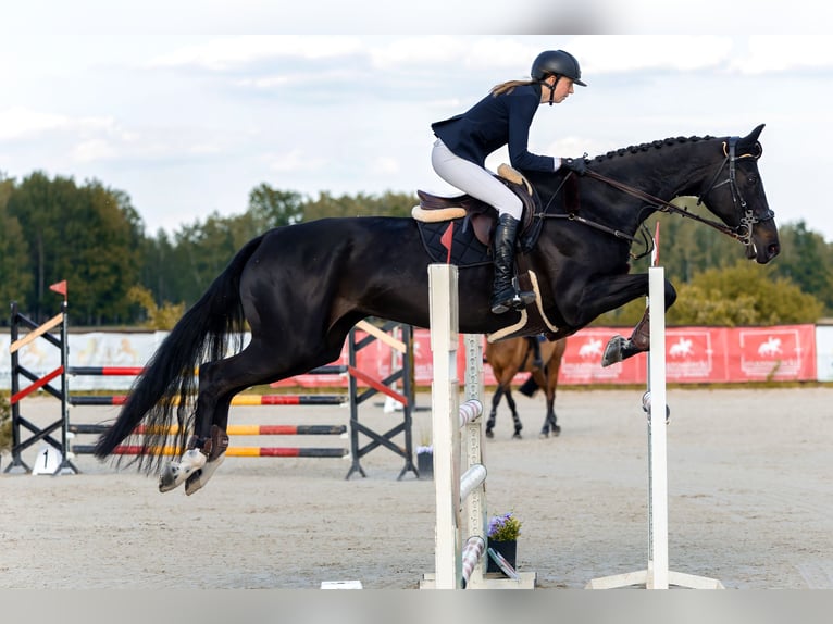 Pools halfbloed Merrie 13 Jaar 180 cm Zwartbruin in &#x141;o&#x15B;