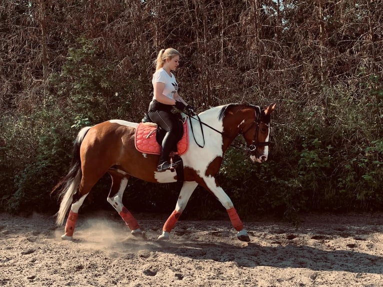 Pools halfbloed Mix Merrie 15 Jaar 159 cm Gevlekt-paard in Ludwigshafen am Rhein