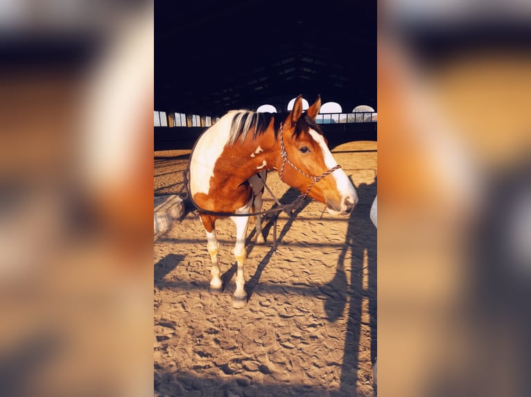 Pools halfbloed Mix Merrie 15 Jaar 159 cm Gevlekt-paard in Ludwigshafen am Rhein