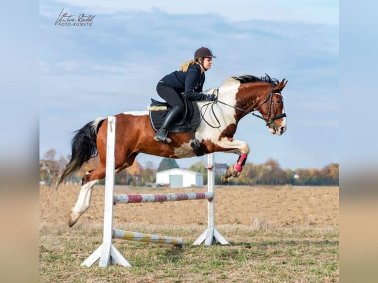 Pools halfbloed Mix Merrie 15 Jaar 159 cm Gevlekt-paard in Ludwigshafen am Rhein