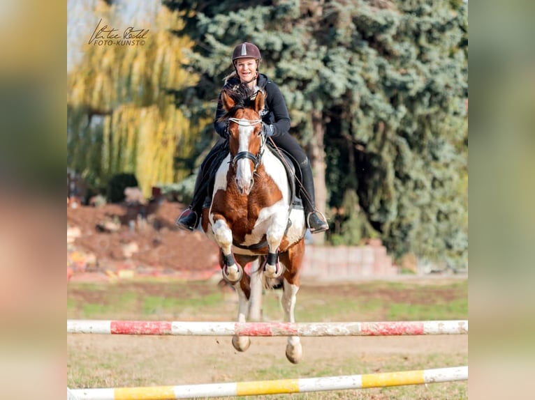 Pools halfbloed Mix Merrie 15 Jaar 159 cm Gevlekt-paard in Ludwigshafen am Rhein