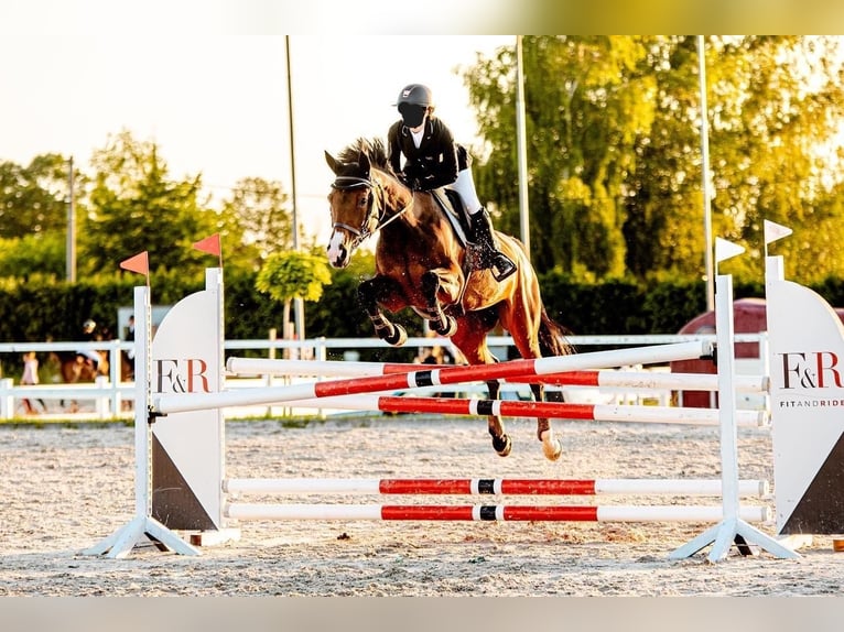 Pools halfbloed Merrie 15 Jaar 161 cm Bruin in Mied&#x17A;no