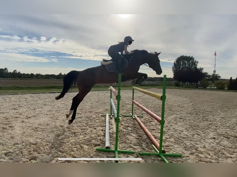 Pools halfbloed Merrie 15 Jaar 161 cm Bruin in Mied&#x17A;no