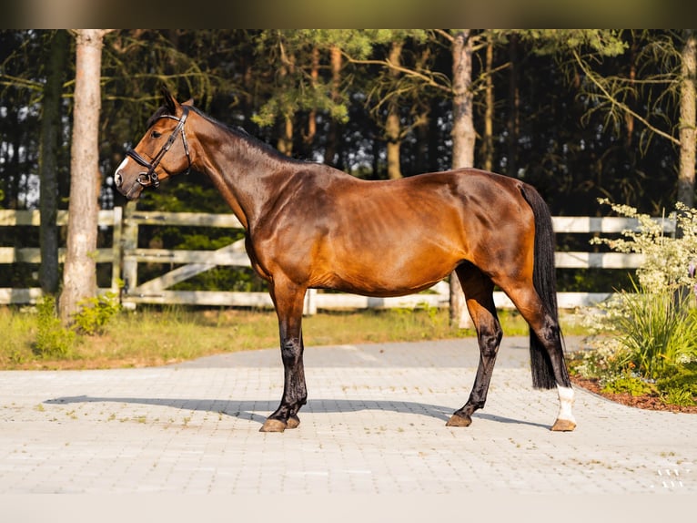 Pools halfbloed Merrie 15 Jaar 161 cm Bruin in Mied&#x17A;no