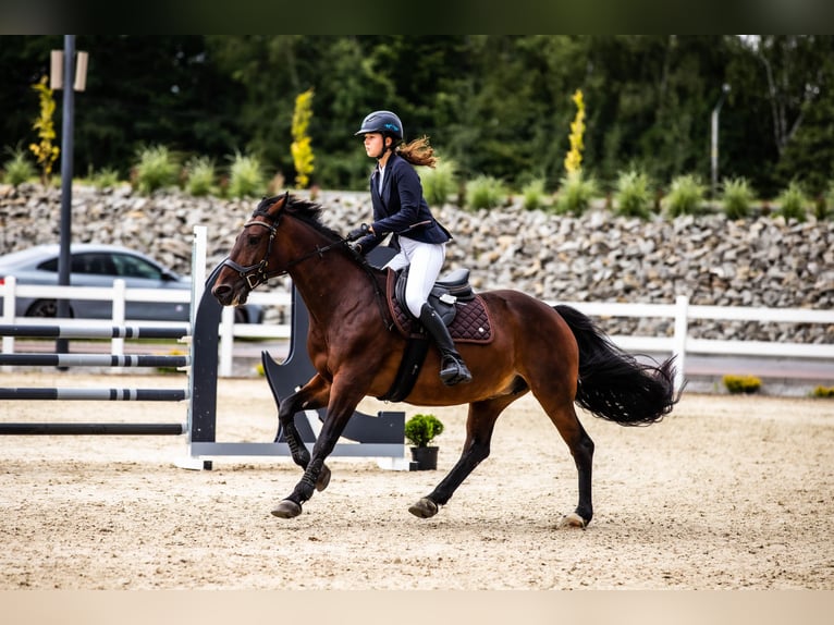 Pools halfbloed Merrie 15 Jaar 165 cm Roodbruin in Stanisław Dolny