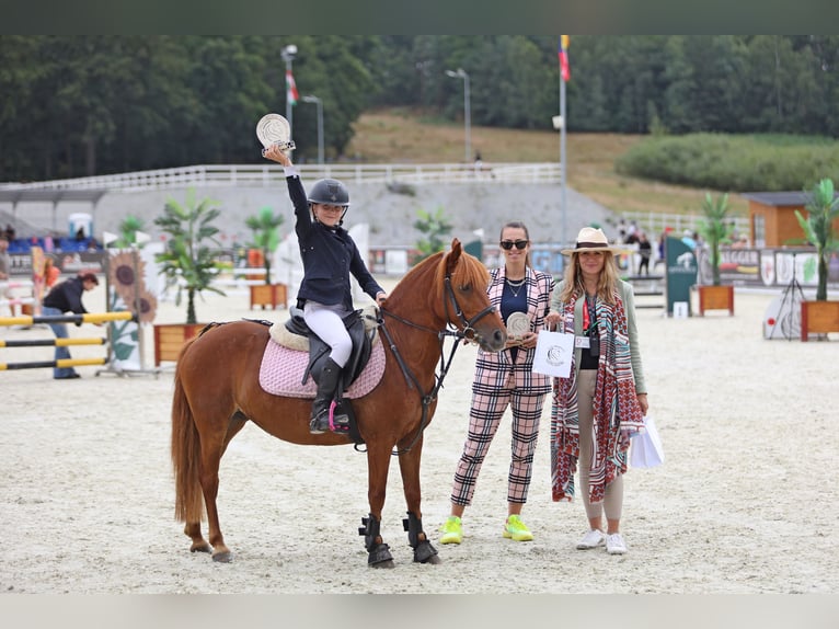 Pools halfbloed Mix Merrie 16 Jaar 129 cm Donkere-vos in Zielona G&#xF3;ra