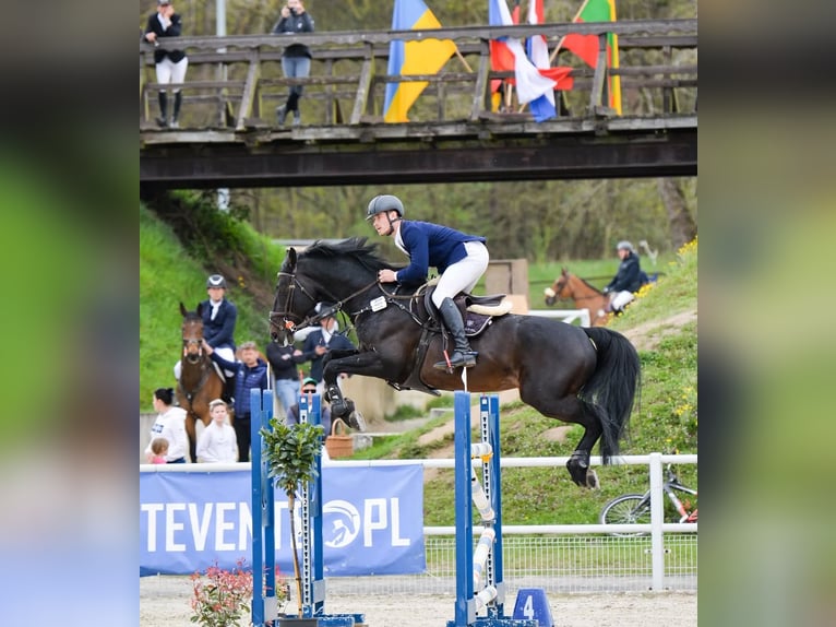 Pools halfbloed Mix Merrie 1 Jaar Schimmel in Trzcianka