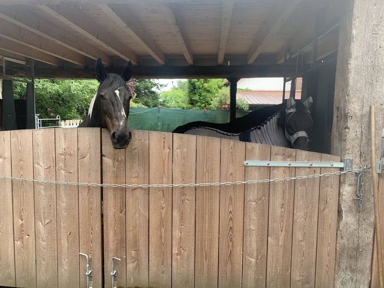 Pools halfbloed Merrie 21 Jaar 167 cm Gevlekt-paard in Borstel