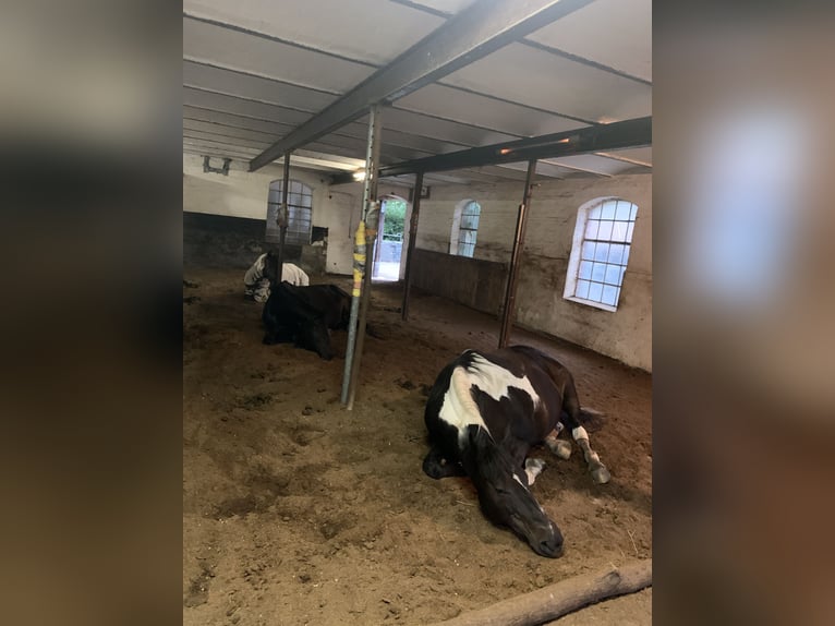 Pools halfbloed Merrie 21 Jaar 167 cm Gevlekt-paard in Borstel