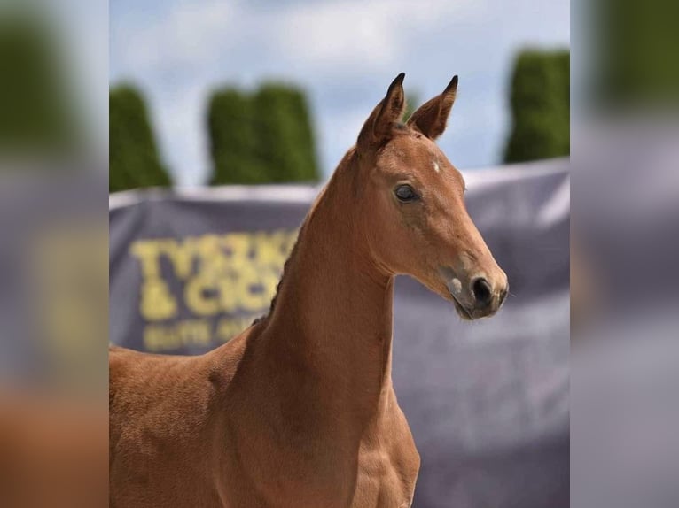Pools halfbloed Merrie 2 Jaar 162 cm Bruin in Aleksandria Druga