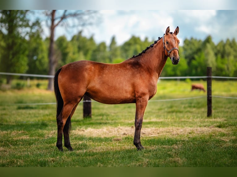Pools halfbloed Merrie 2 Jaar 162 cm Bruin in Aleksandria Druga