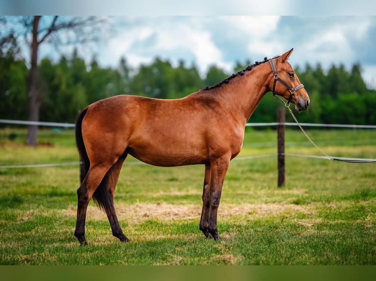 Pools halfbloed Merrie 2 Jaar 162 cm Bruin in Aleksandria Druga