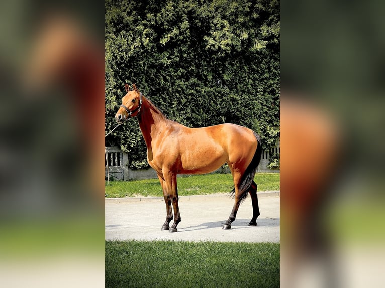 Pools halfbloed Merrie 2 Jaar 162 cm Bruin in Aleksandria Druga