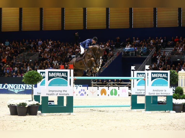 Pools halfbloed Merrie 2 Jaar 164 cm Palomino in Piecowice