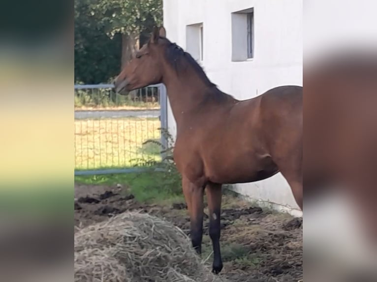 Pools halfbloed Merrie 2 Jaar 165 cm Bruin in Malbork