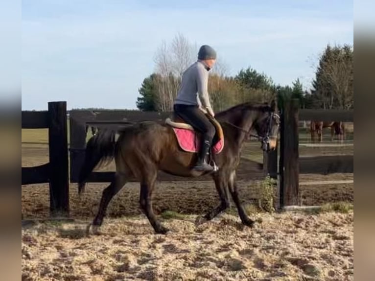 Pools halfbloed Merrie 3 Jaar 152 cm Zwartbruin in G&#xF6;rlitz