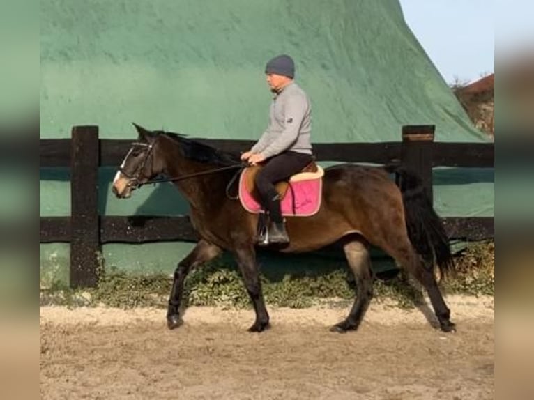 Pools halfbloed Merrie 3 Jaar 152 cm Zwartbruin in G&#xF6;rlitz
