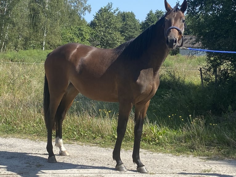 Pools halfbloed Merrie 3 Jaar 164 cm Bruin in Urzuty