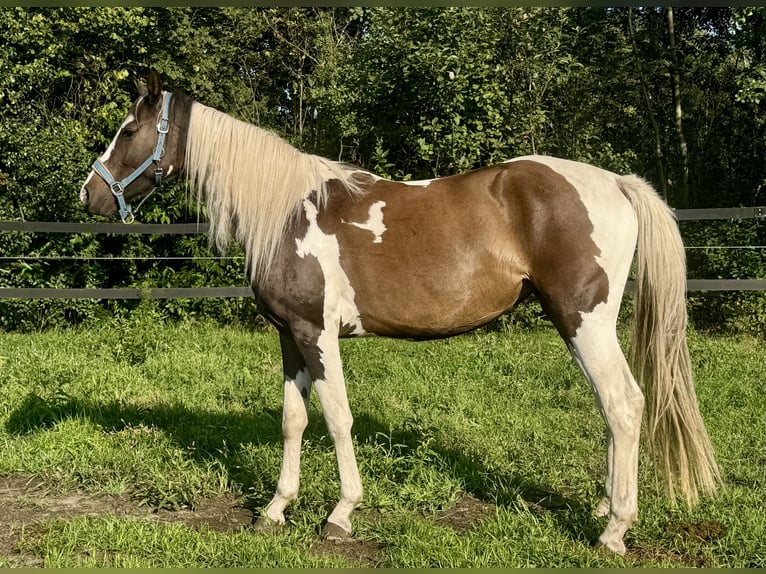 Pools halfbloed Merrie 3 Jaar 164 cm in Stropieszyn